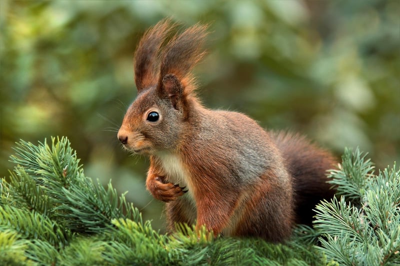 Preventing Squirrels