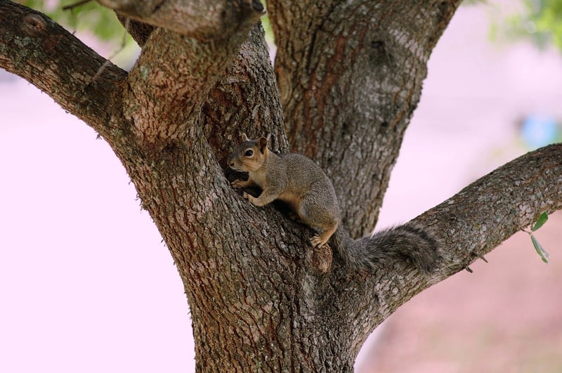 Rodent Control